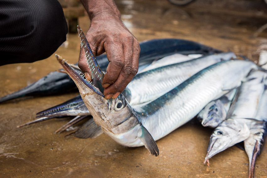 Seafood in Negombo